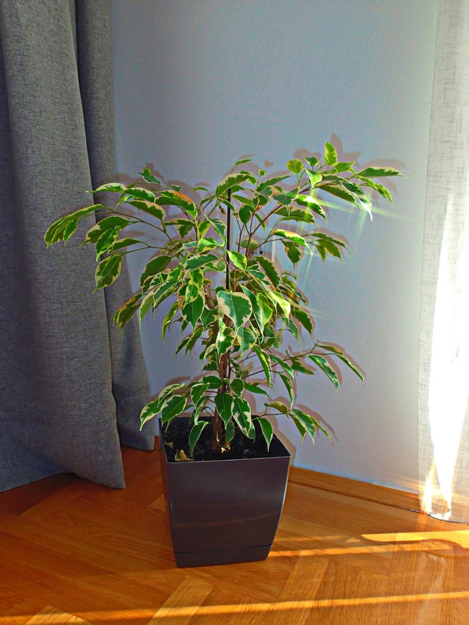 Apartment Sova ティヴァト エクステリア 写真